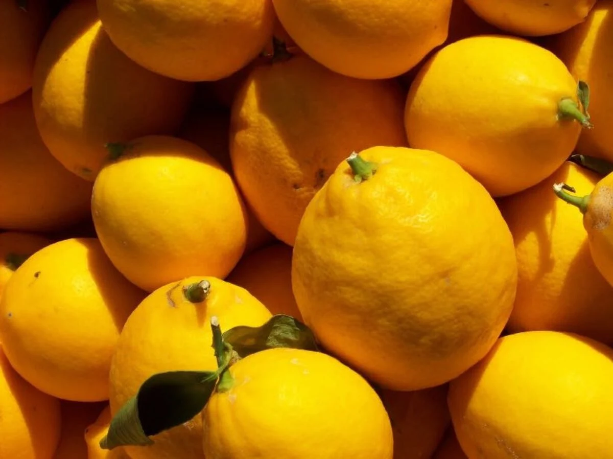 Fresh lemons in sunlight